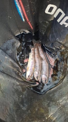 ヤマメの釣果