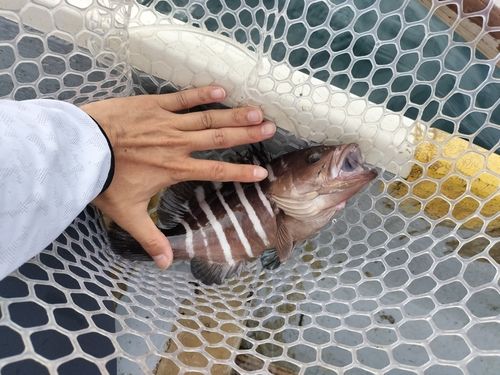マハタの釣果