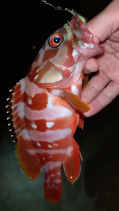 アカハタの釣果