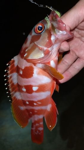 熊野灘