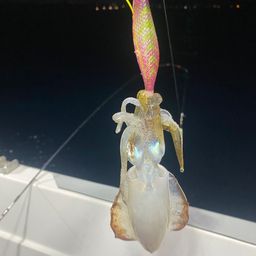 アオリイカ