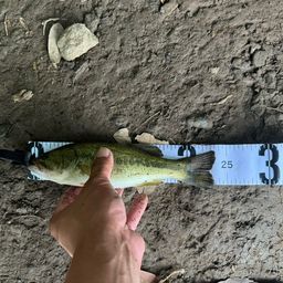 ラージマウスバス