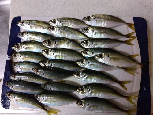 アジの釣果