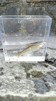 アブラハヤの釣果