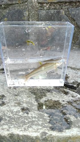 アブラハヤの釣果