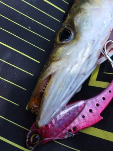 カマスの釣果