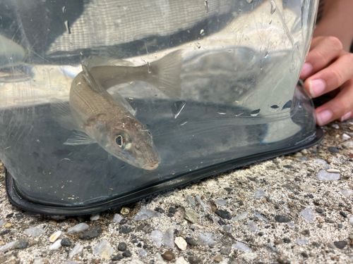 シロギスの釣果