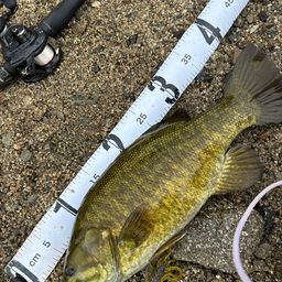 スモールマウスバス