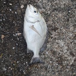 クロダイ