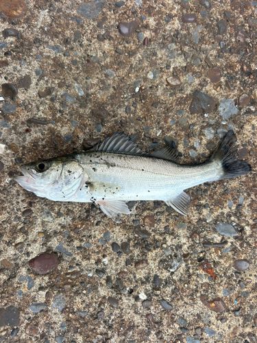 セイゴ（マルスズキ）の釣果