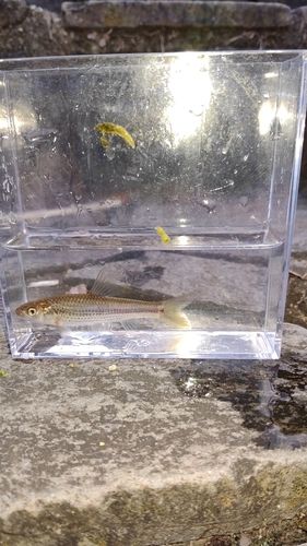 モロコの釣果