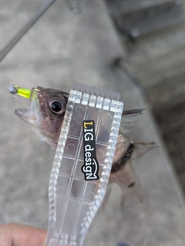イシモチの釣果