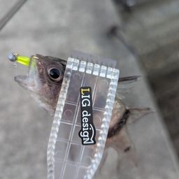 イシモチ