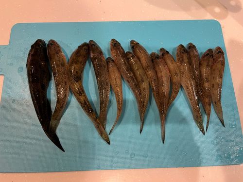 マハゼの釣果