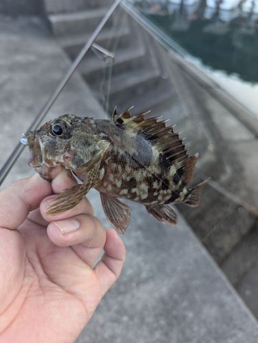 アラカブの釣果