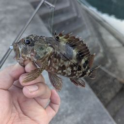 アラカブ