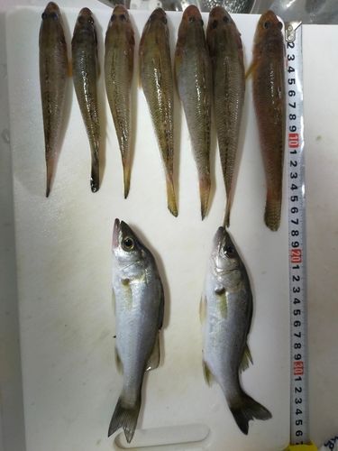 ハゼの釣果