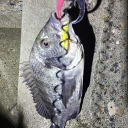 クロダイ
