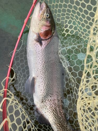 ニジマスの釣果