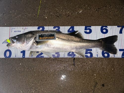 シーバスの釣果