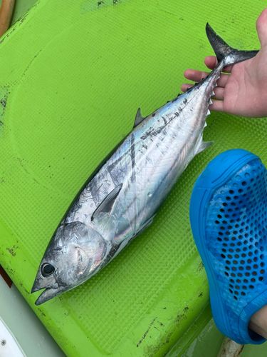 カツオの釣果