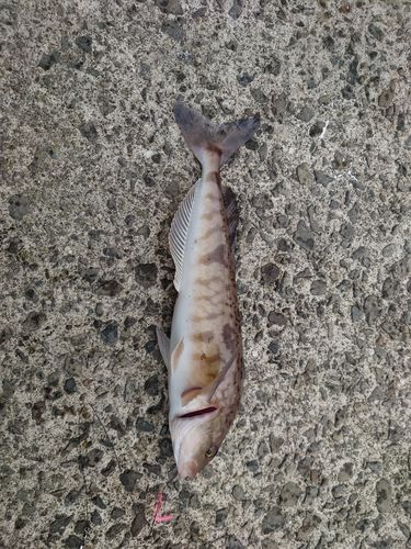 カジカの釣果