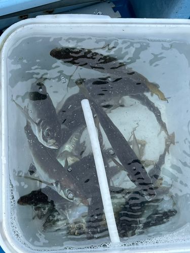 ボラの釣果