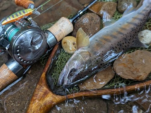 ヤマメの釣果