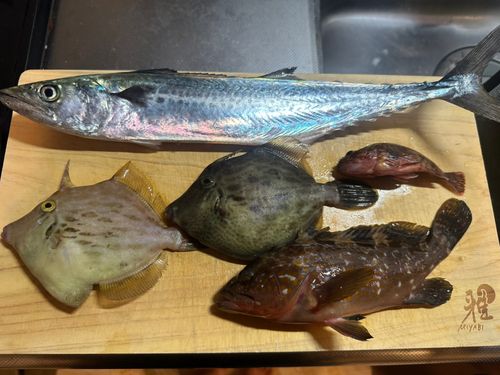 サゴシの釣果