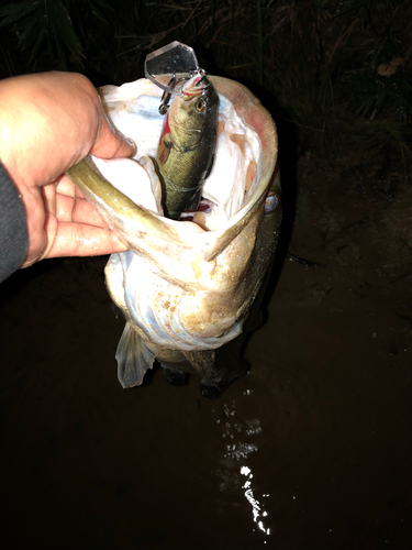 ブラックバスの釣果