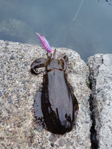 アオリイカの釣果