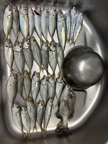 アジの釣果