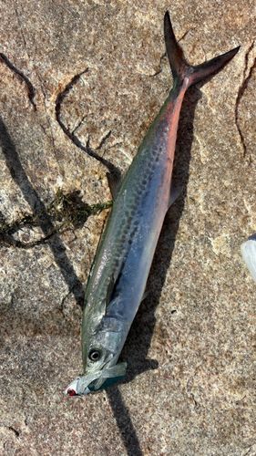 サゴシの釣果