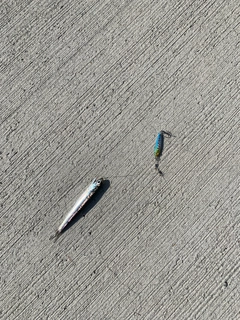 イワシの釣果