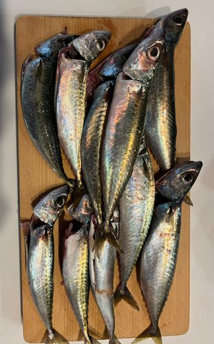 サバの釣果