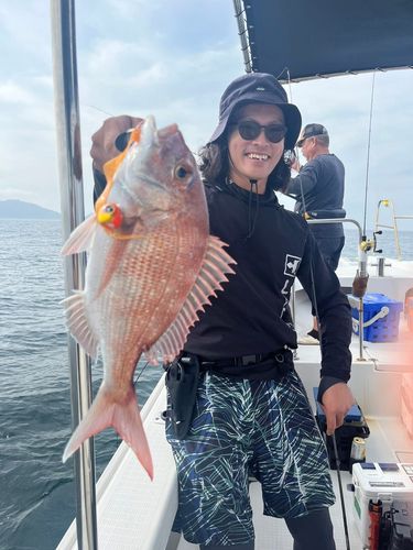 マダイの釣果