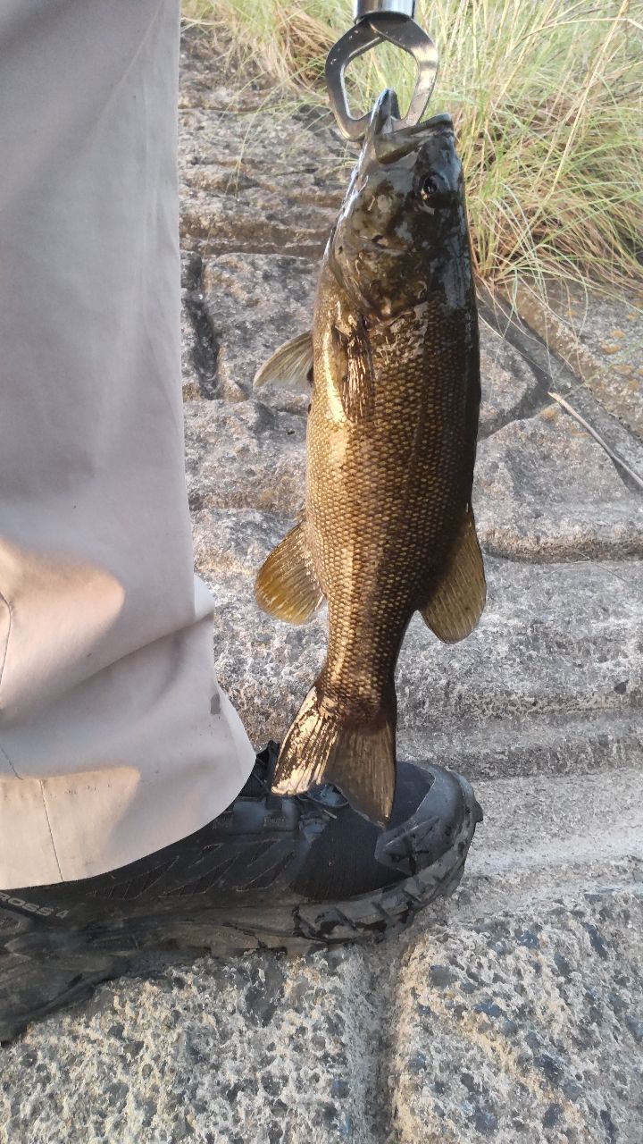 スモールマウスバス