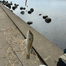 セイゴ（タイリクスズキ）
