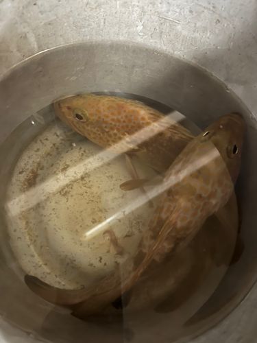キジハタの釣果