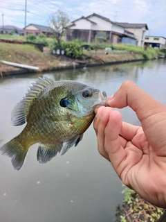 ブルーギルの釣果