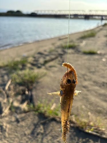 ハゼの釣果