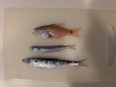 アイゴの釣果
