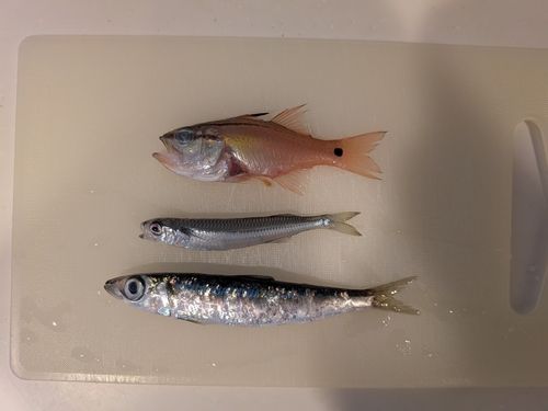 館山湾