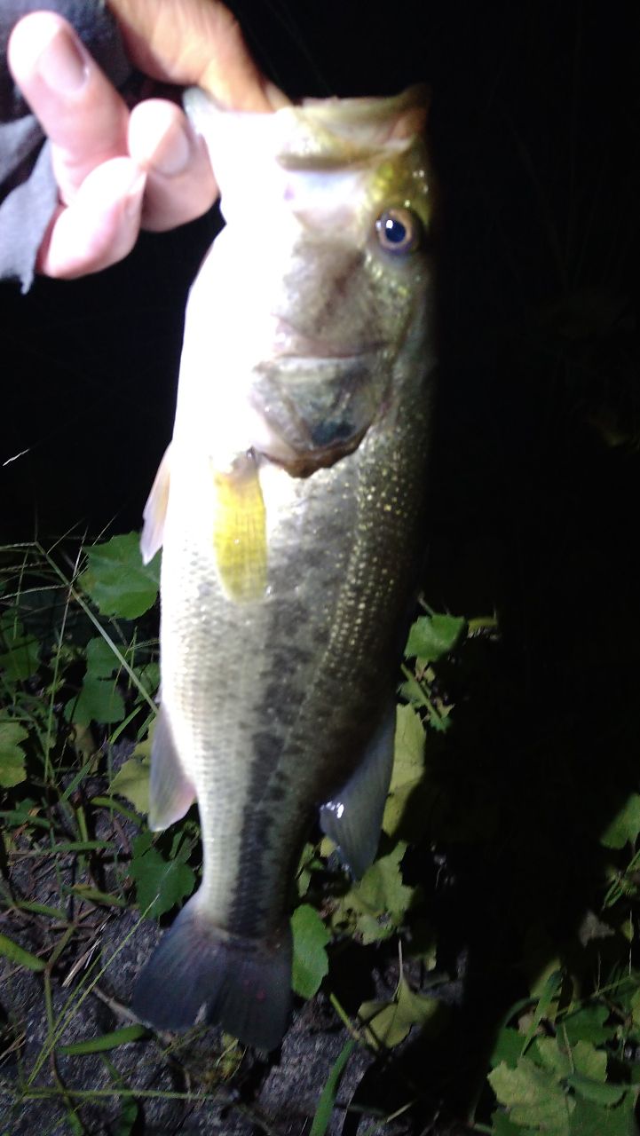 ラージマウスバス