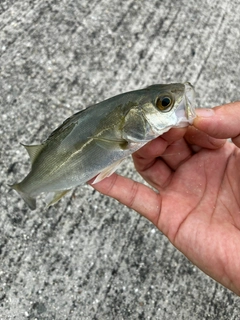セイゴ（マルスズキ）の釣果