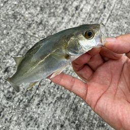 セイゴ(マルスズキ)