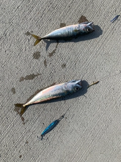 サバの釣果