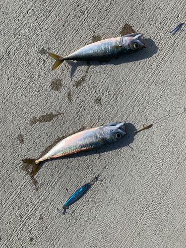 南芦屋浜ベランダ
