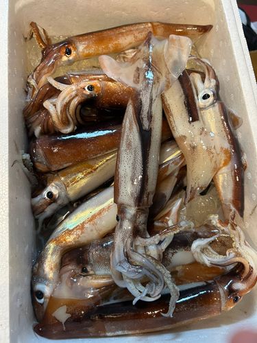 イカの釣果