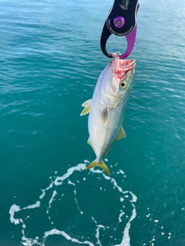 ワカシの釣果